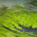 Fennel-leaf Pondweed - Photo (c) 葉子, some rights reserved (CC BY-NC-ND)