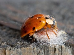 Dinocampus coccinellae paralysis virus
