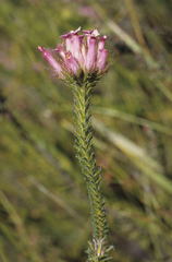 Erica gysbertii