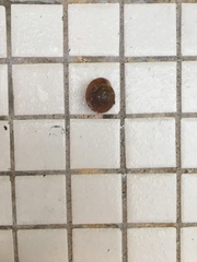 Quantula striata