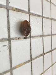Quantula striata
