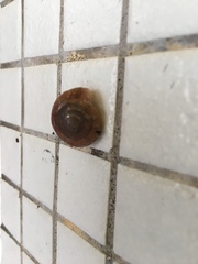Quantula striata