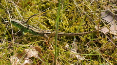 Lacerta agilis