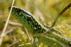 Lacerta agilis