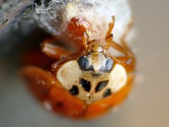 Dinocampus coccinellae paralysis virus