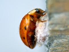 Dinocampus coccinellae paralysis virus