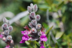 Teucrium marum