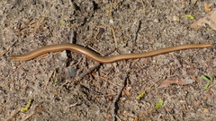 Anguis fragilis