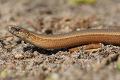 Anguis fragilis