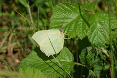 Gonepteryx rhamni
