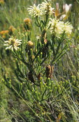 Erica sessiliflora
