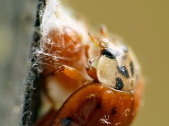 Dinocampus coccinellae paralysis virus