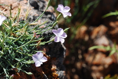 Dianthus gyspergerae