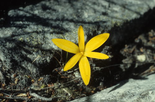Image of Pauridia monophylla by (c) Tom Lloyd Evans, some rights reserved (CC BY-SA)