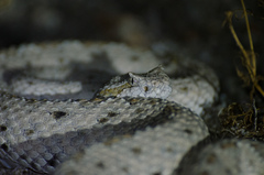 Crotalus cerastes laterorepens