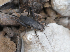 Microgryllus pallipes