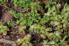 Phedimus stellatus