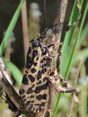 Semblis phalaenoides