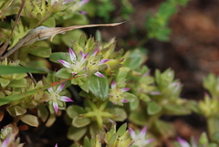 Phedimus stellatus