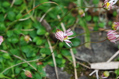 Bellium bellidioides