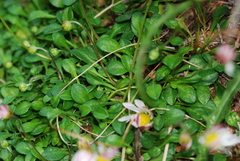 Bellium bellidioides