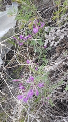 Astragalus suffruticosus