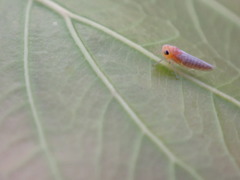 Cicadellidae