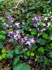 Soldanella