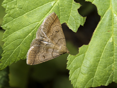 Zanclognatha lunalis