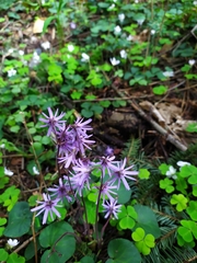Soldanella