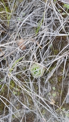 Orostachys malacophylla