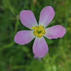 Sabatia angularis