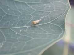 Cicadellidae