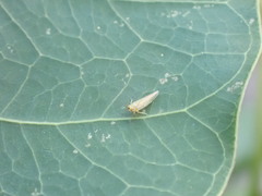 Cicadellidae