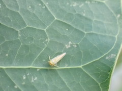 Cicadellidae