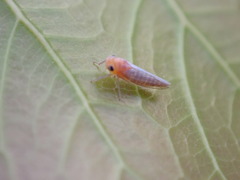 Cicadellidae