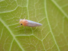Cicadellidae