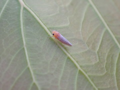 Cicadellidae