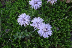 Globularia repens
