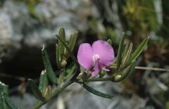 Podalyria oleifolia