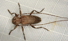 Eutrichillus biguttatus