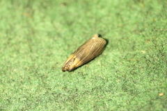 Sciota fumella