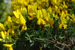Genista pilosa