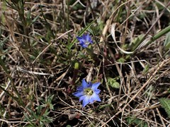 Gentiana aquatica