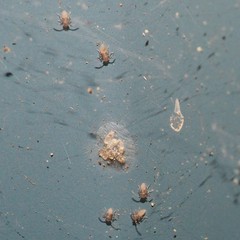 Ectopsocus meridionalis