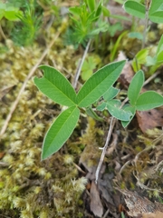 Trifolium montanum