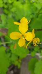 Chelidonium majus