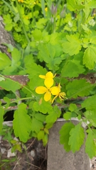 Chelidonium majus