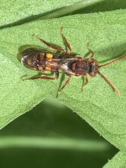 Nomada flava
