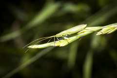 Megaloceroea recticornis